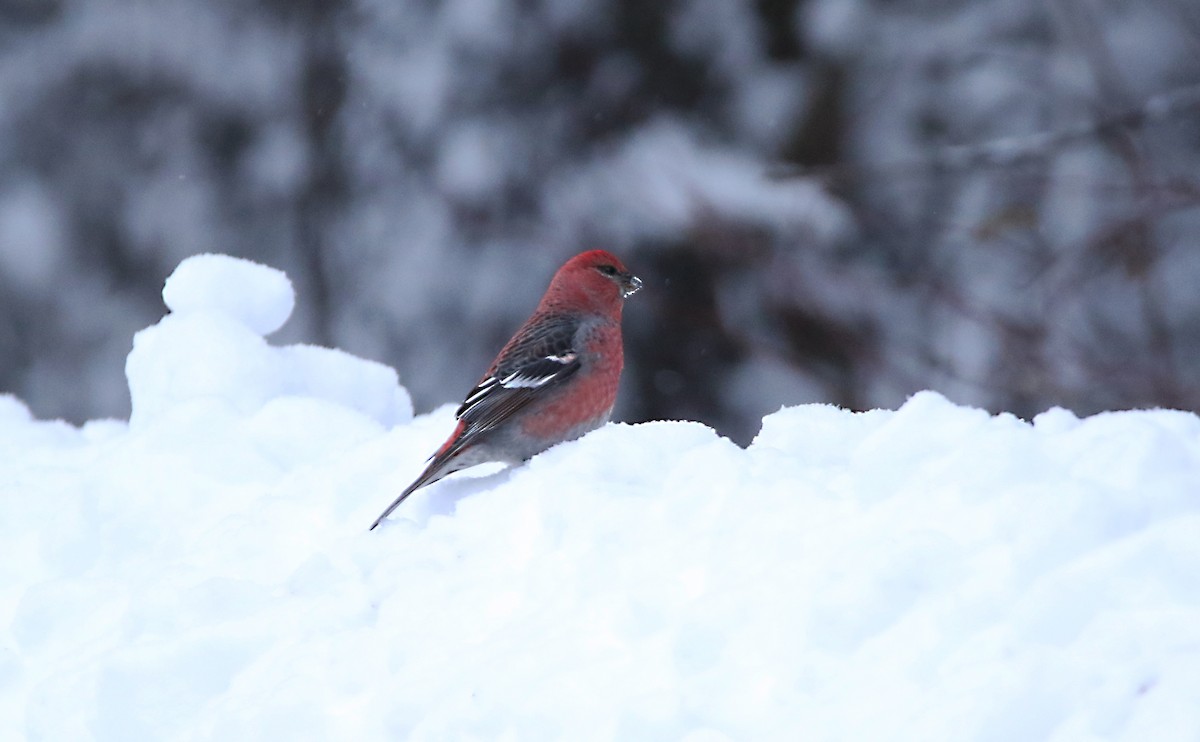 Pine Grosbeak - ML514214091