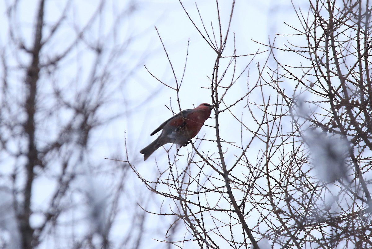 פתיאלי אורנים - ML514214101