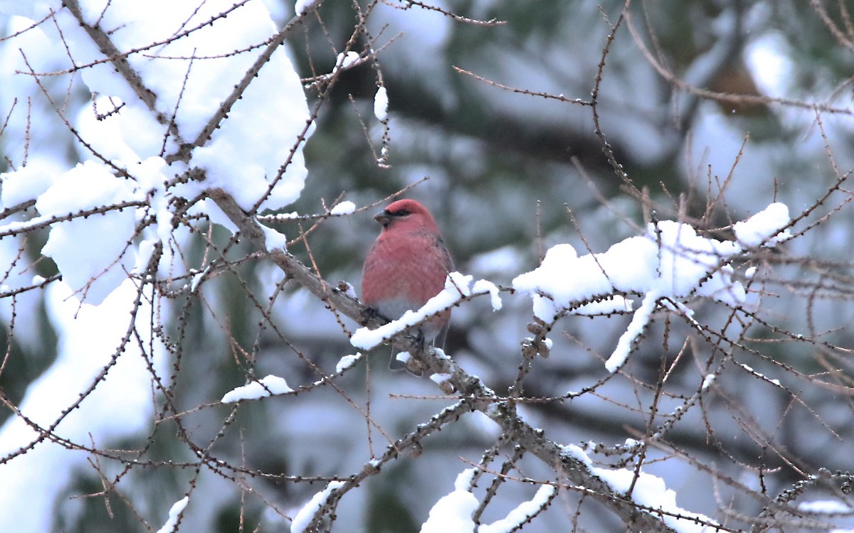 Pine Grosbeak - ML514214111