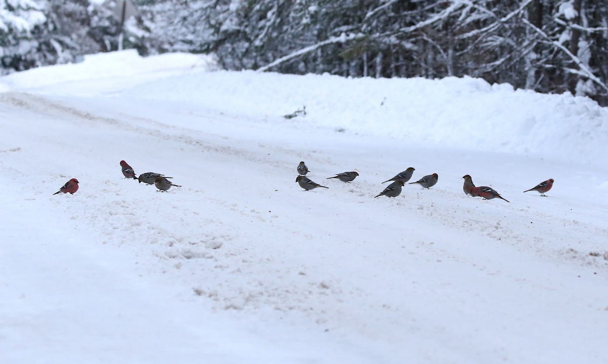 פתיאלי אורנים - ML514214121