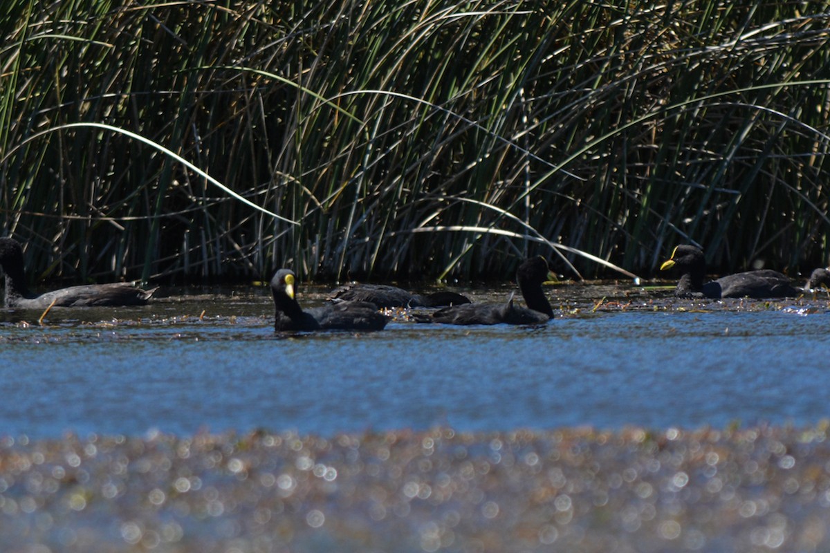 White-winged Coot - ML514214151