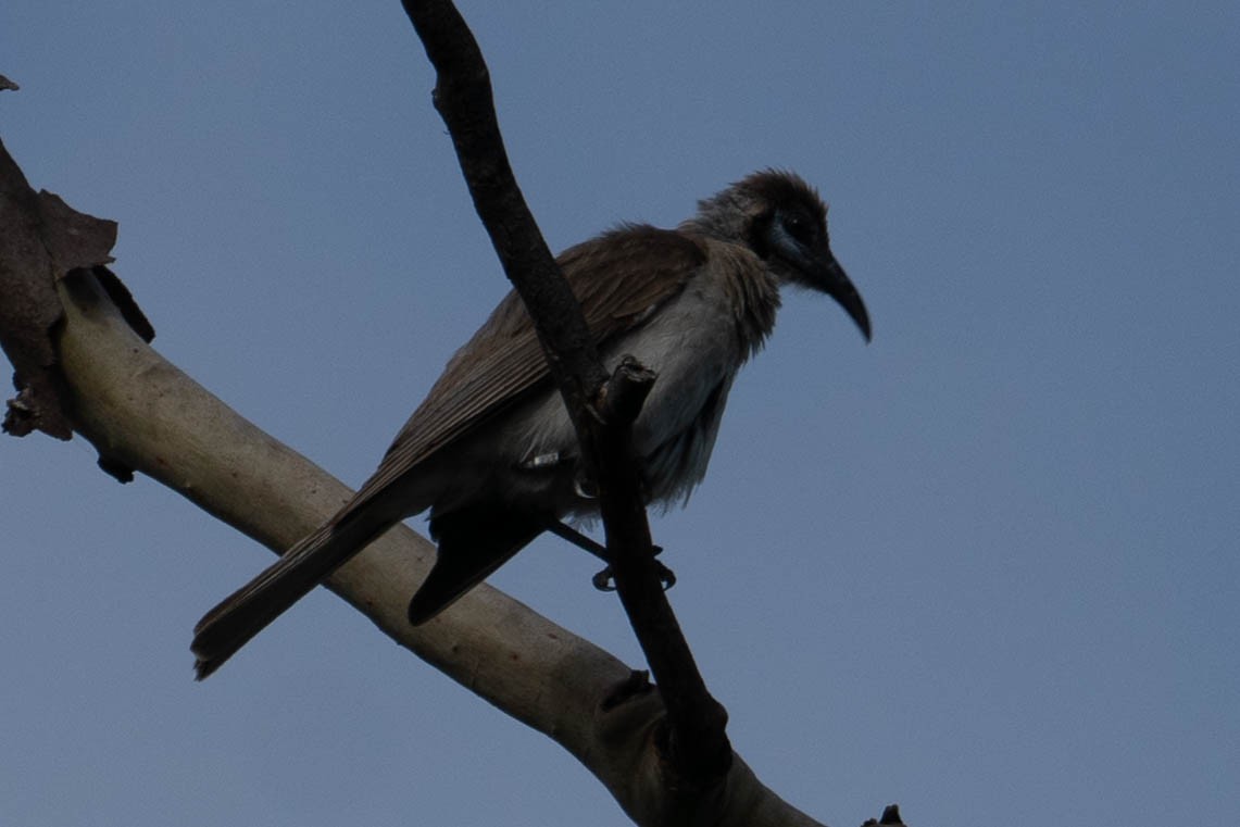 Little Friarbird - ML514214251