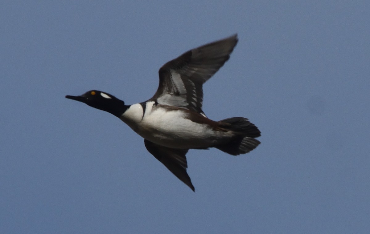 Hooded Merganser - ML514214421