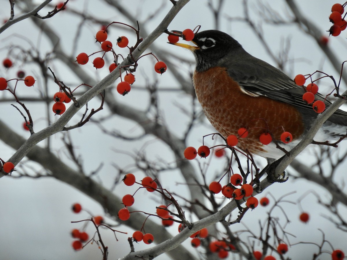 American Robin - Uli MacDonald