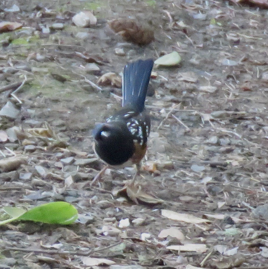 Spotted Towhee - Jennifer Rycenga