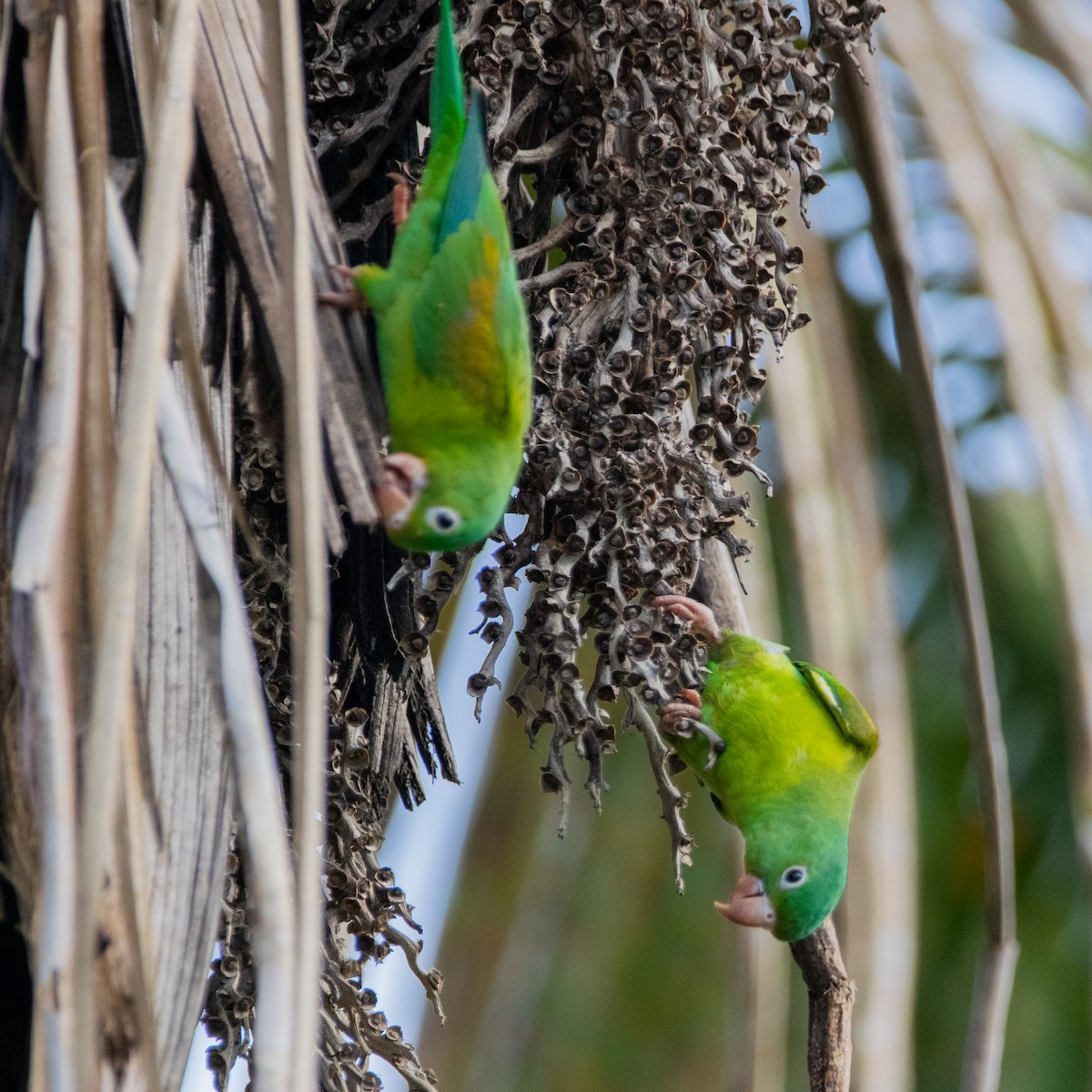 Orange-chinned Parakeet - ML514216901