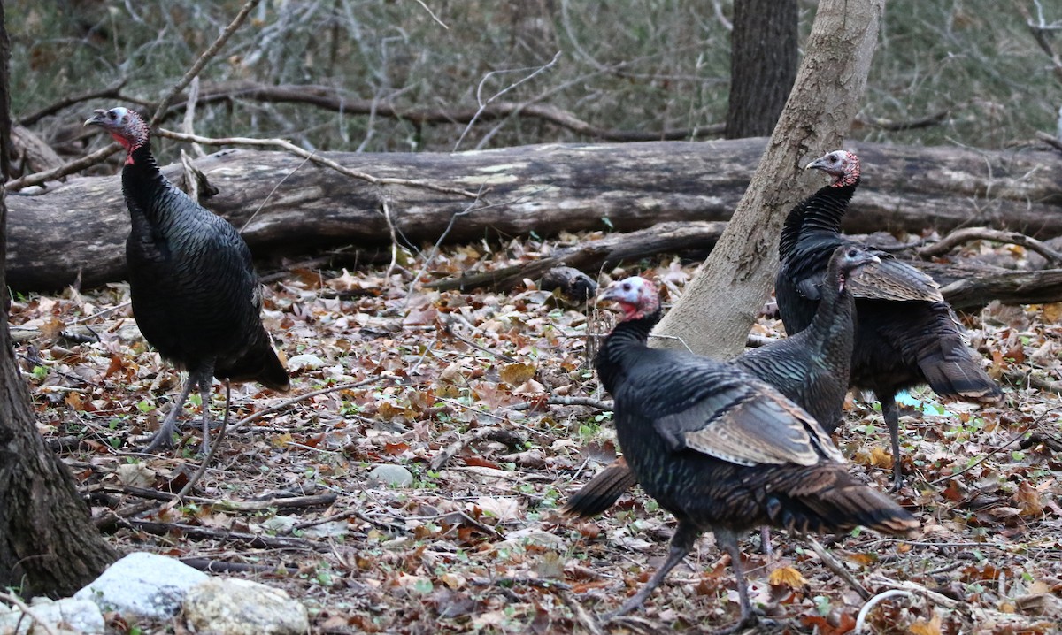 Wild Turkey - ML514216911