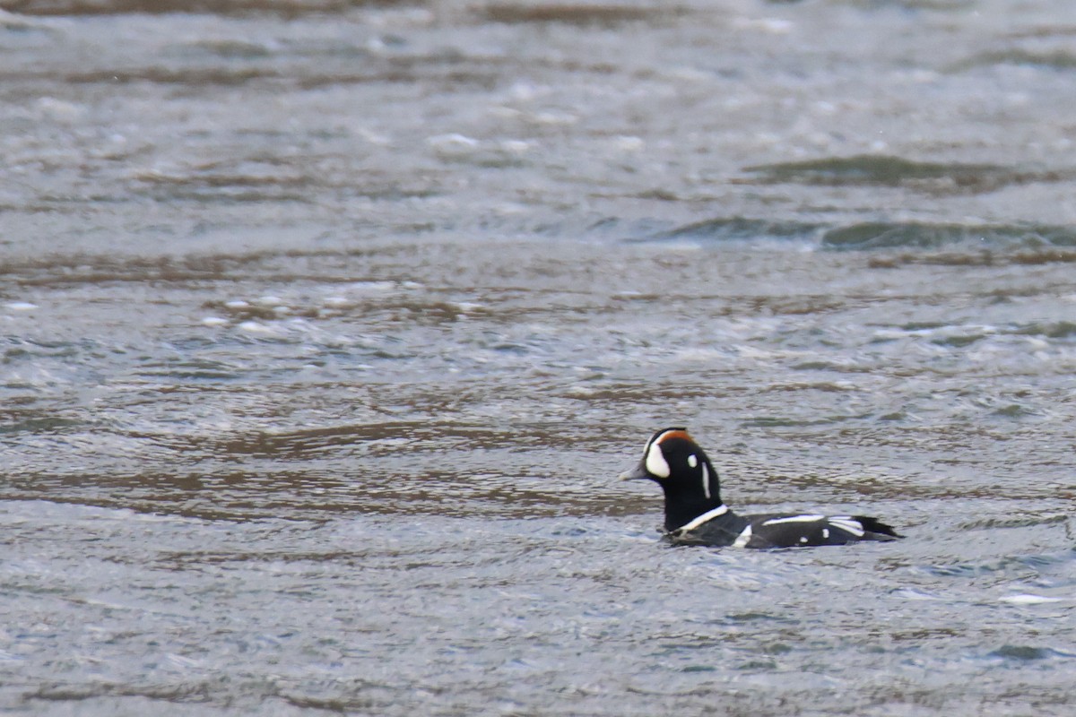 Хотгуужин чөрх - ML514219021