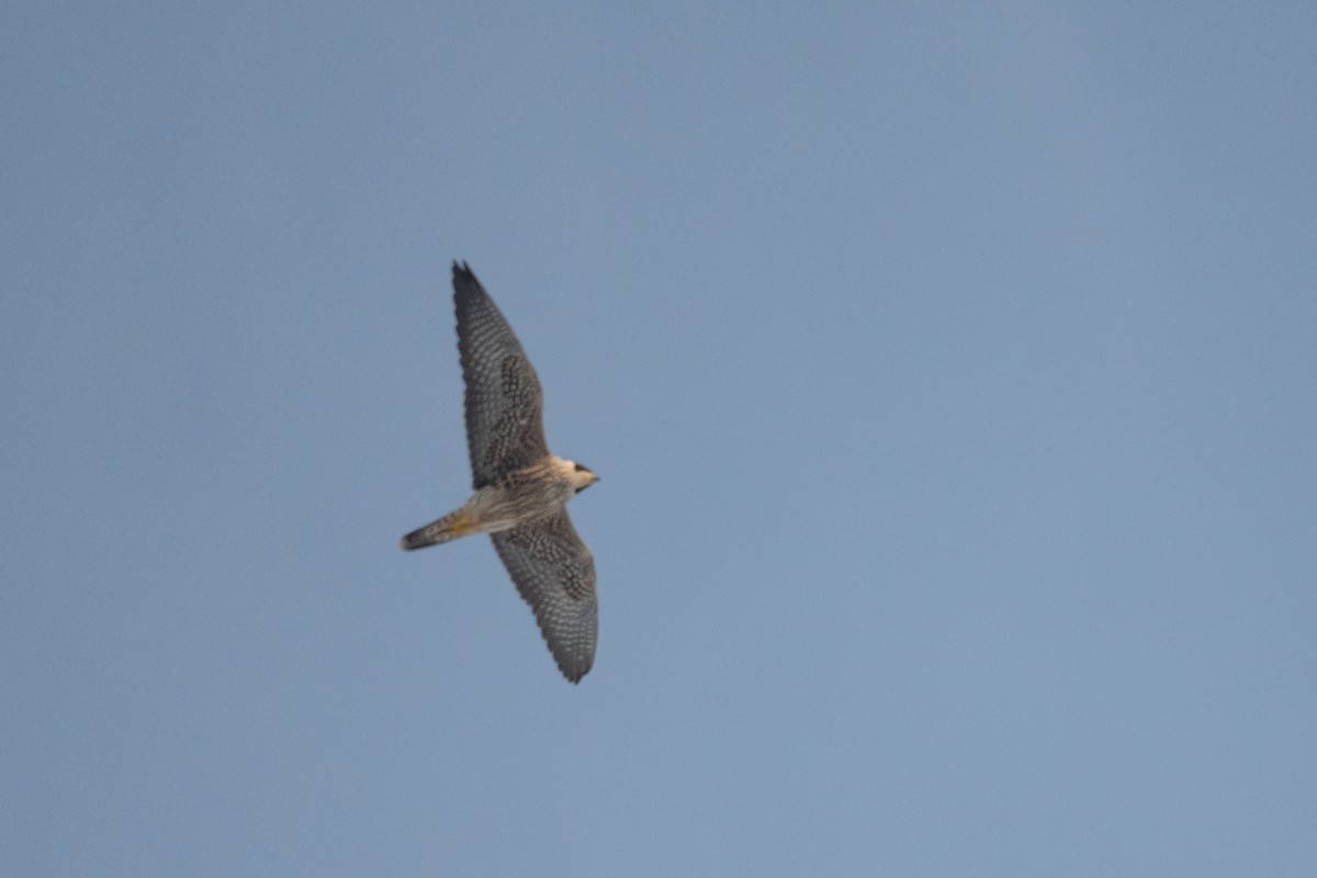 Peregrine Falcon - ML514220421