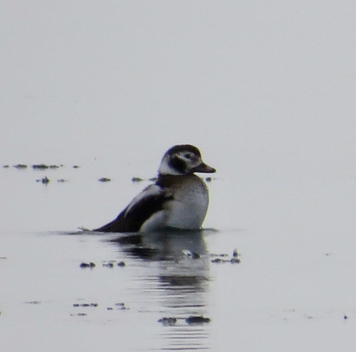 Long-tailed Duck - ML514221041