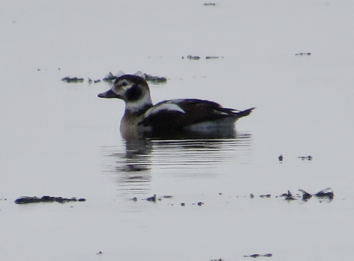 Long-tailed Duck - ML514221061
