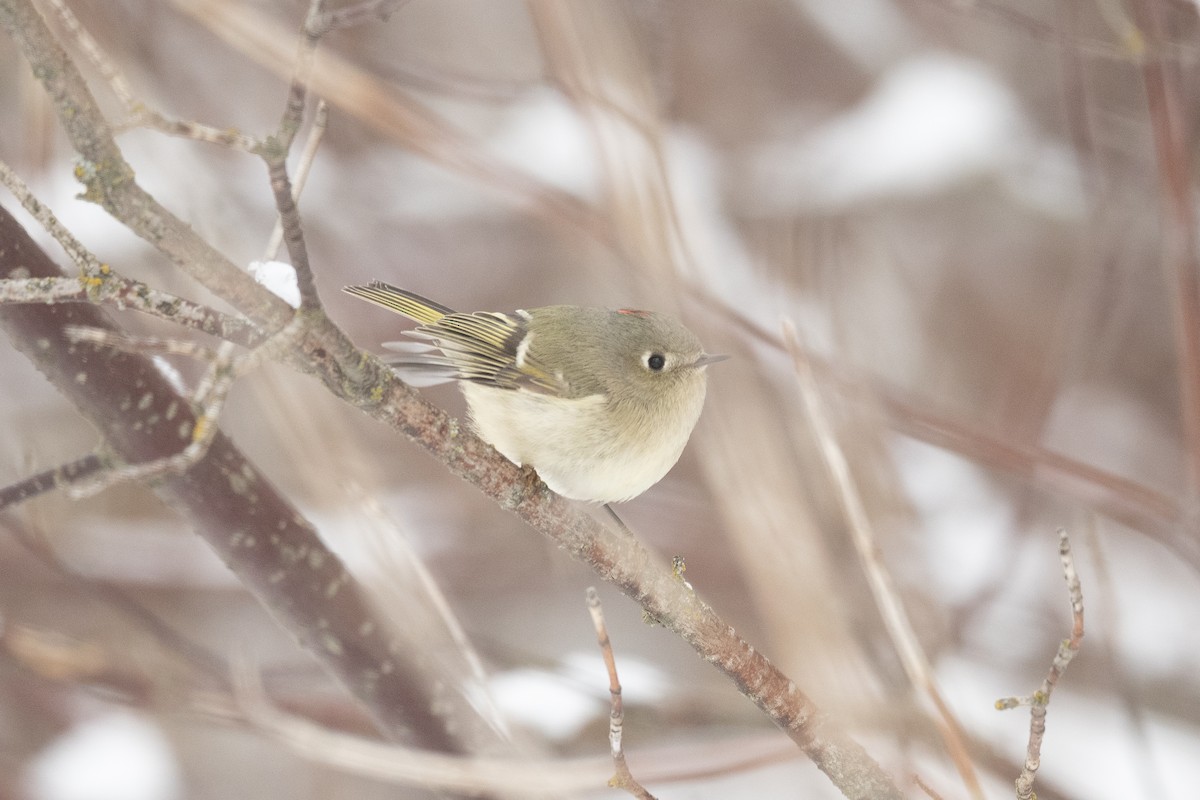 Ruby-crowned Kinglet - ML514222251