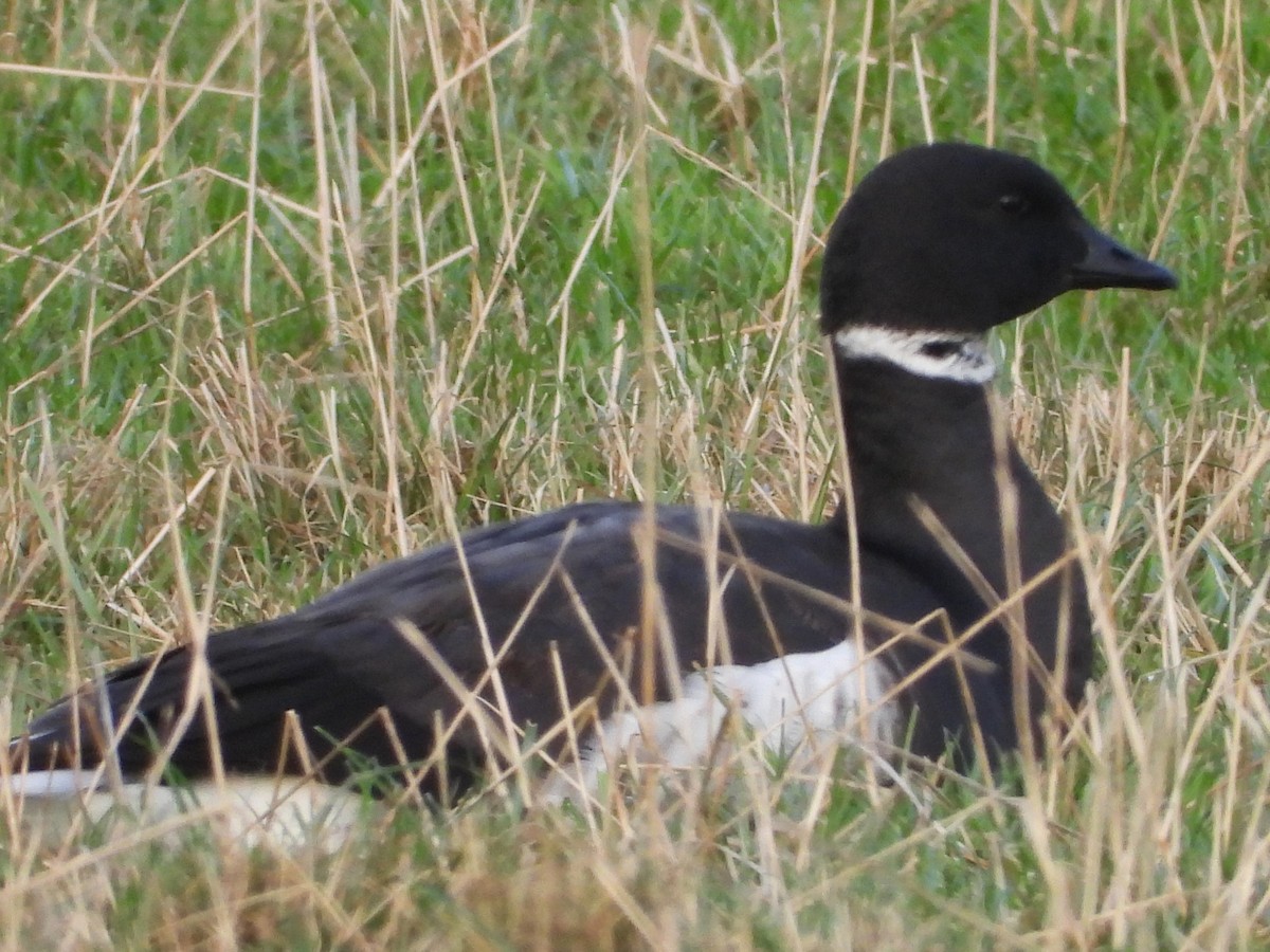 Brant - Per Harald Pedersen