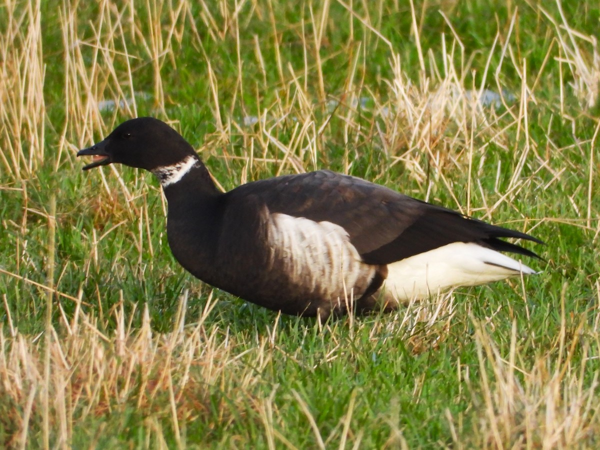 Brant - Per Harald Pedersen