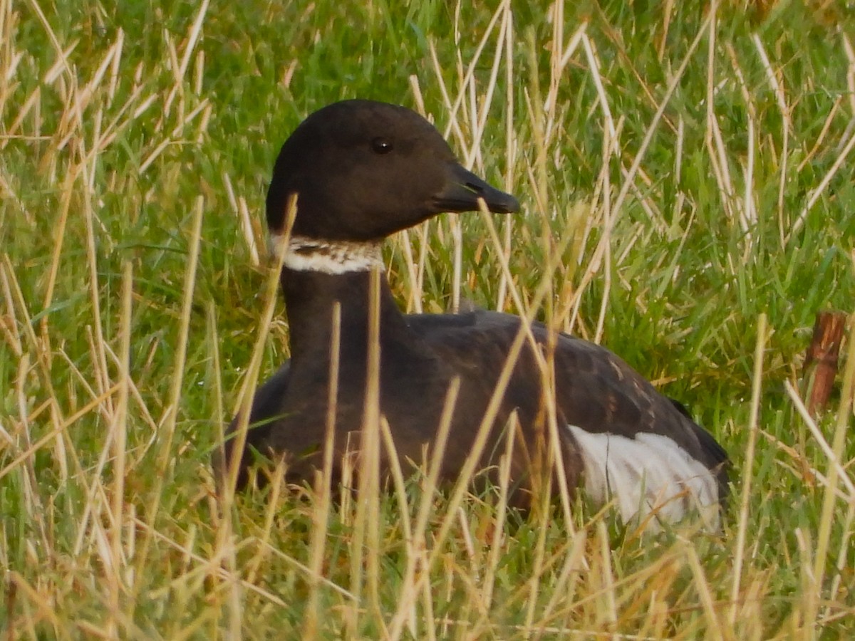 Brant - Per Harald Pedersen