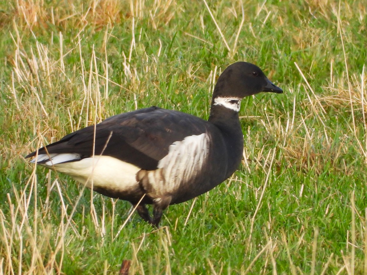 Brant - Per Harald Pedersen