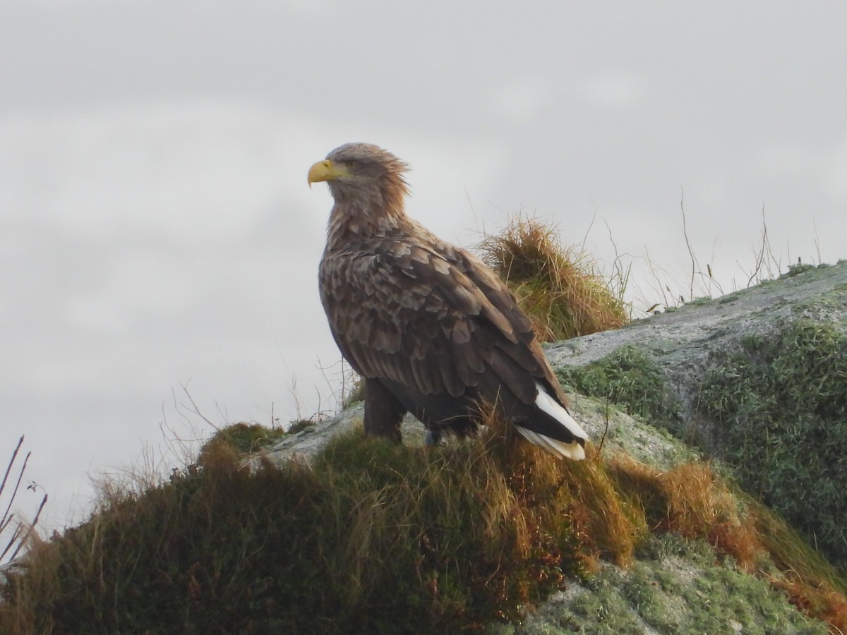 White-tailed Eagle - ML514223081