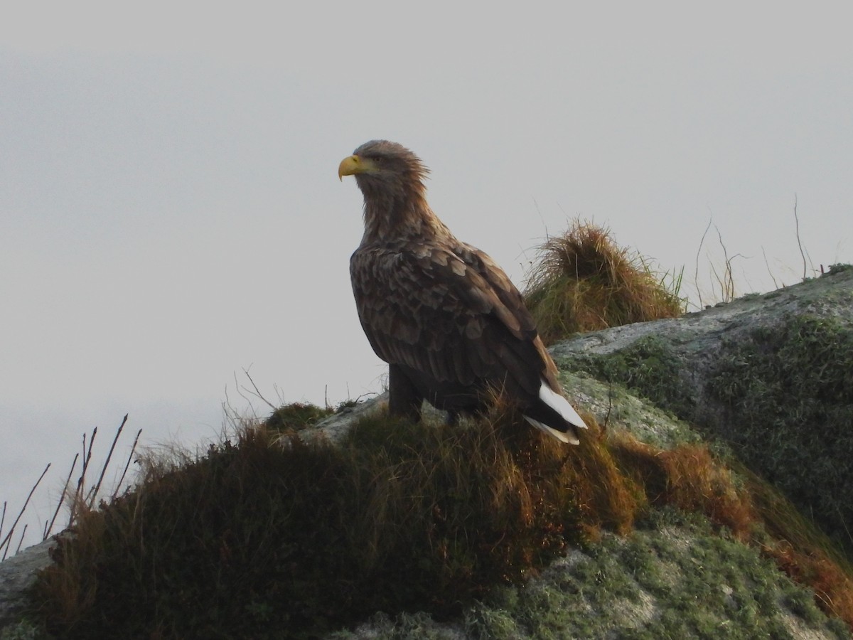 White-tailed Eagle - ML514223111