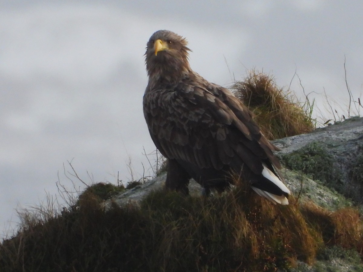 White-tailed Eagle - Per Harald Pedersen