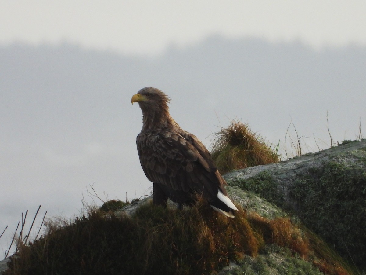 White-tailed Eagle - Per Harald Pedersen