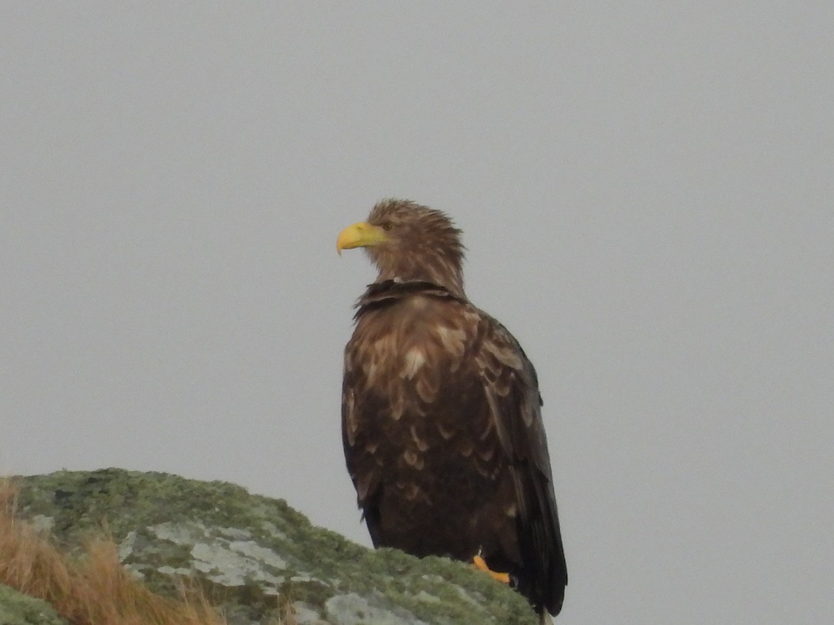 White-tailed Eagle - ML514223141