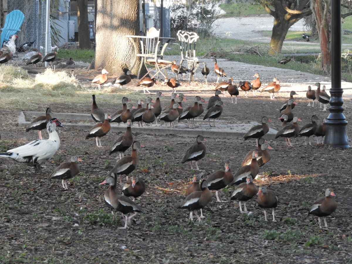 Black-bellied Whistling-Duck - ML514223381