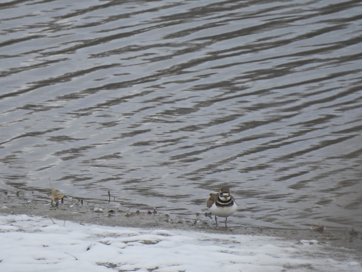 Killdeer - ML514223811