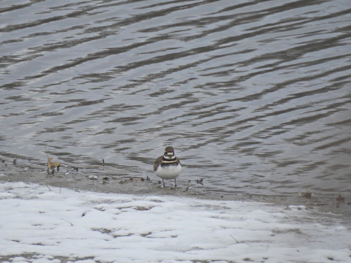 Killdeer - ML514223821