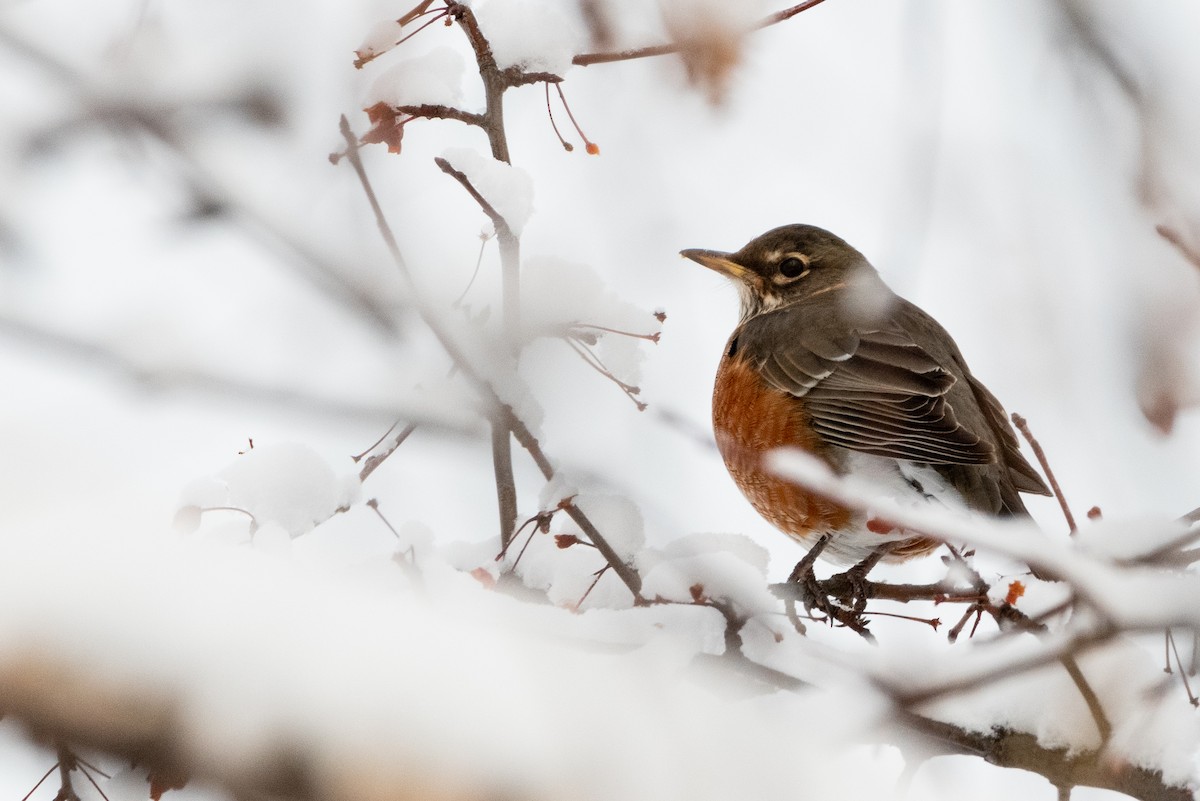 American Robin - ML514225311