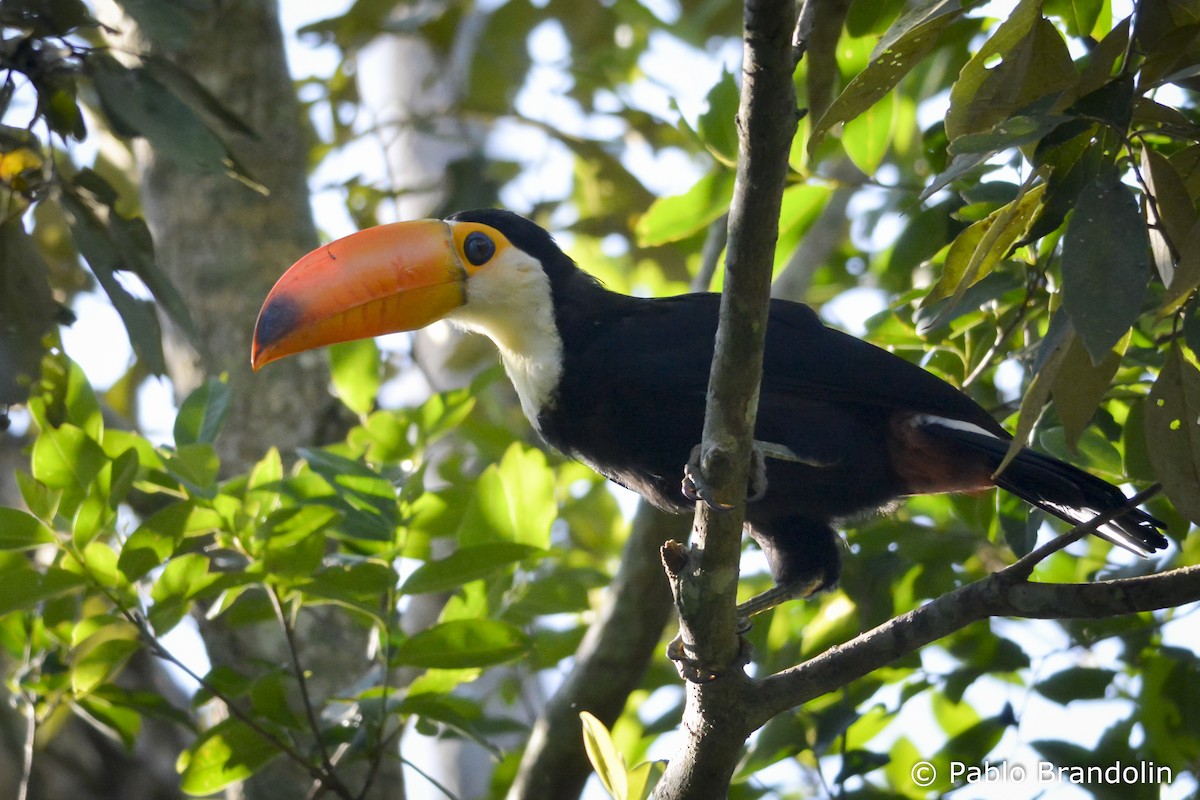 Toco Toucan - ML51422581