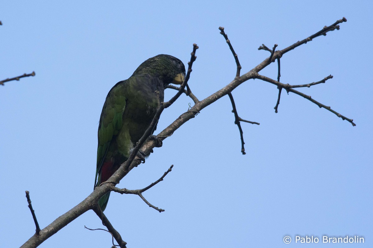 Папуга-червоногуз зеленощокий - ML51422601