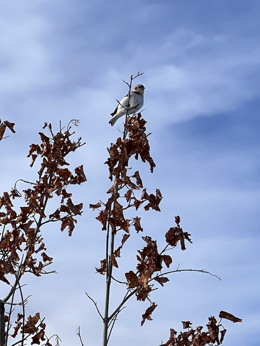 Snow Bunting - Brad Robinson