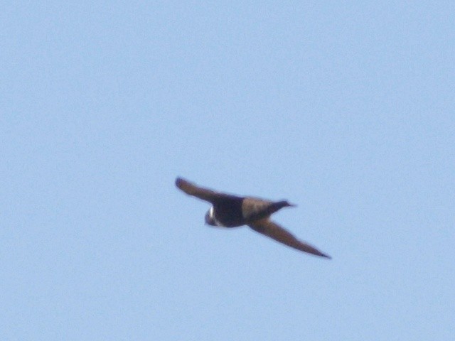 White-collared Swift - ML514226821