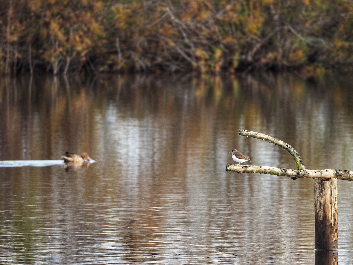 Common Sandpiper - Jesús M.  Medina