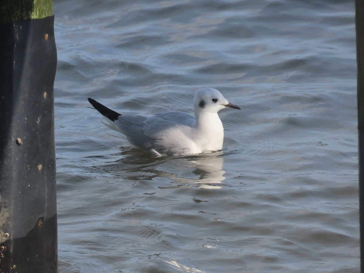 Bonaparte's Gull - ML514230381