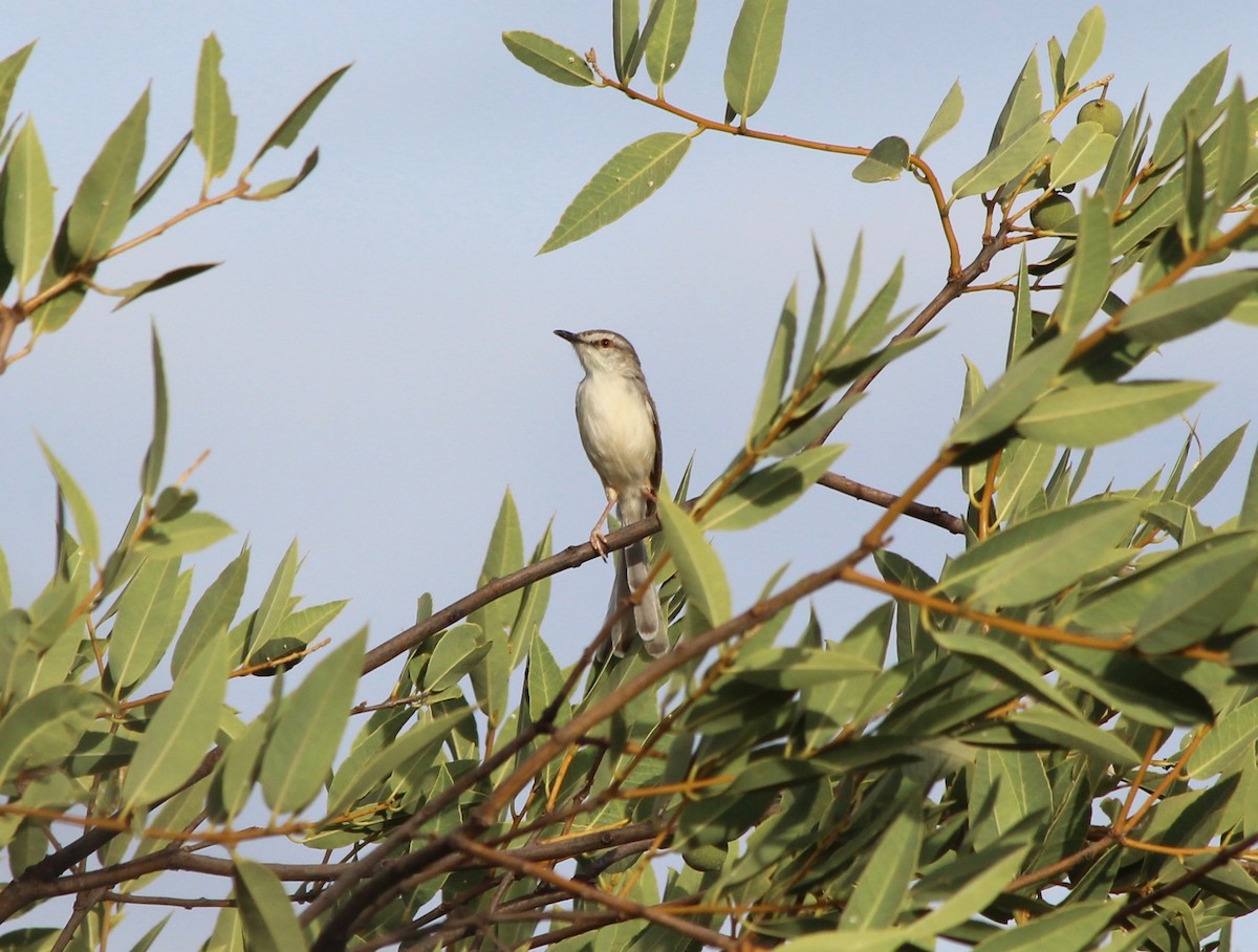 Pale Prinia - ML51423061