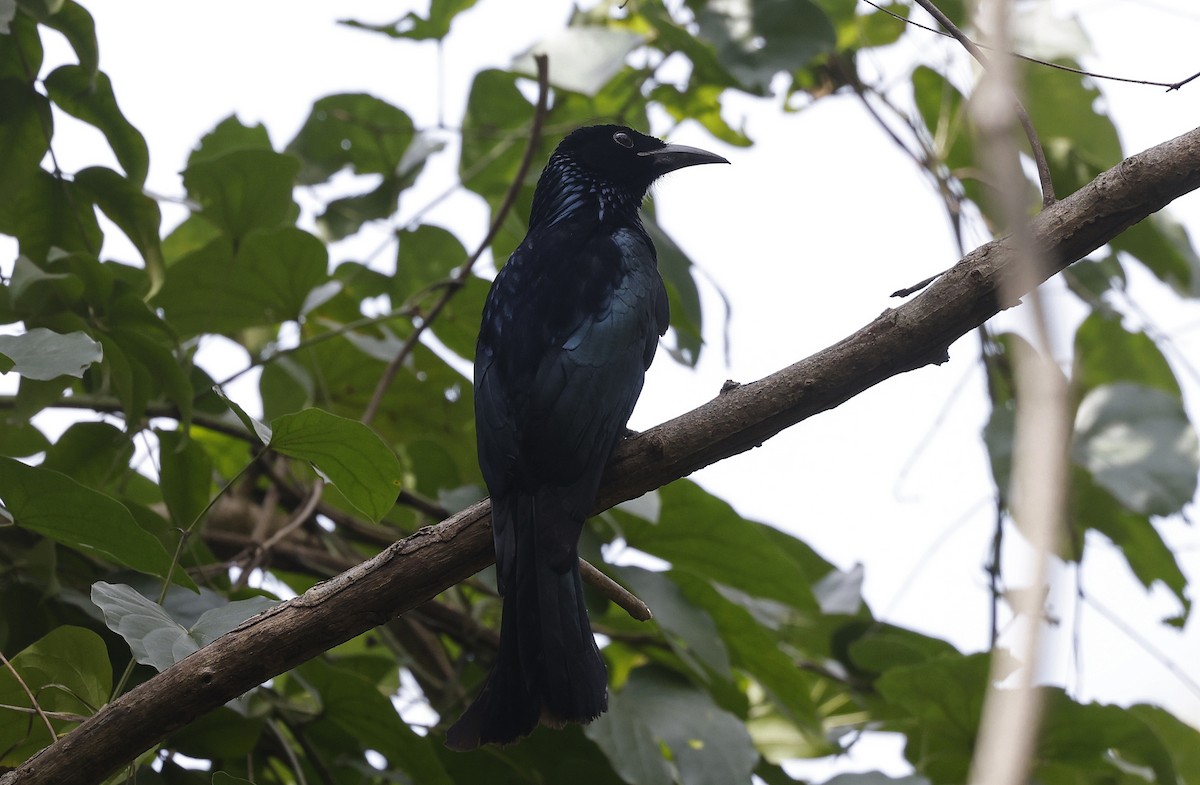 Hair-crested Drongo (Hair-crested) - ML514233381