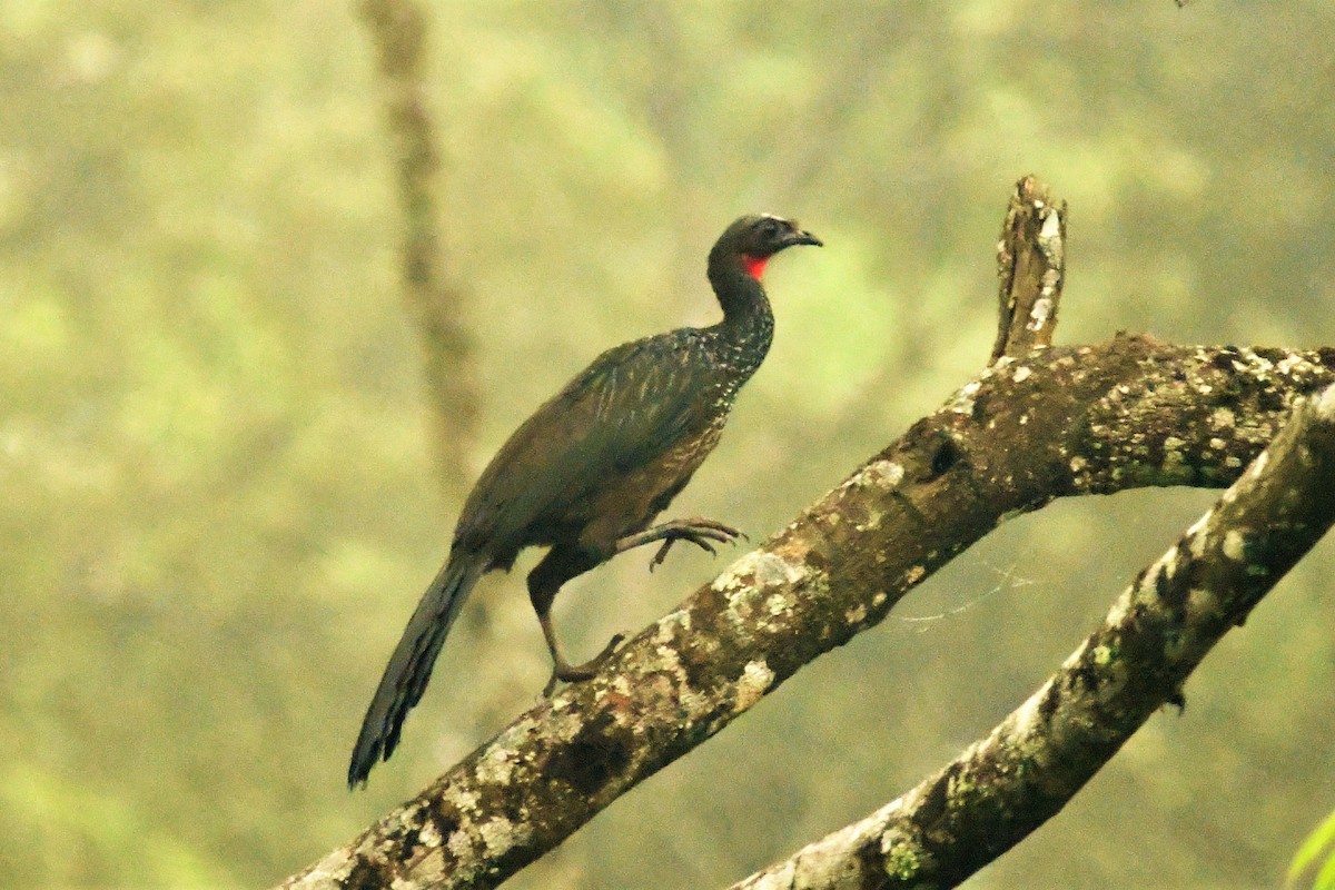 Dusky-legged Guan - ML514233741