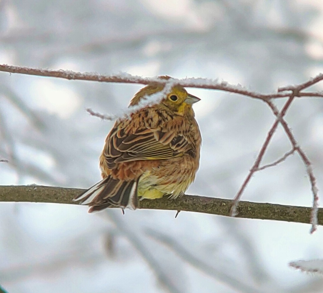 Yellowhammer - ML514234231