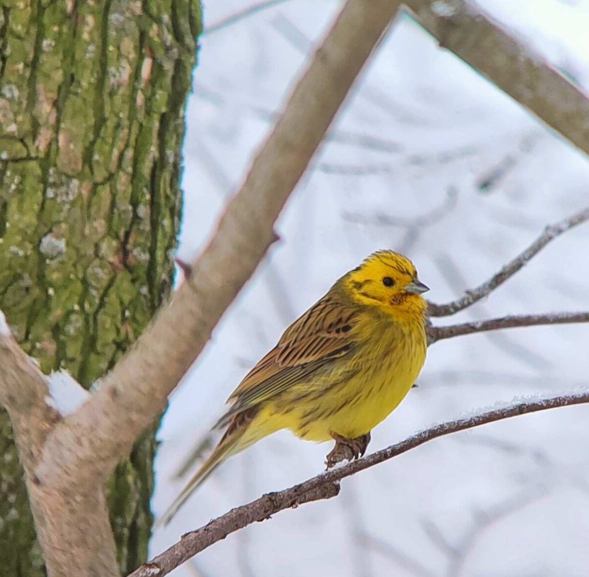 Yellowhammer - ML514234251