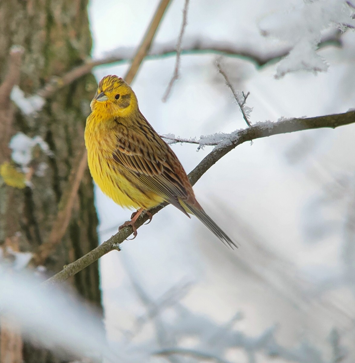 Yellowhammer - ML514235461