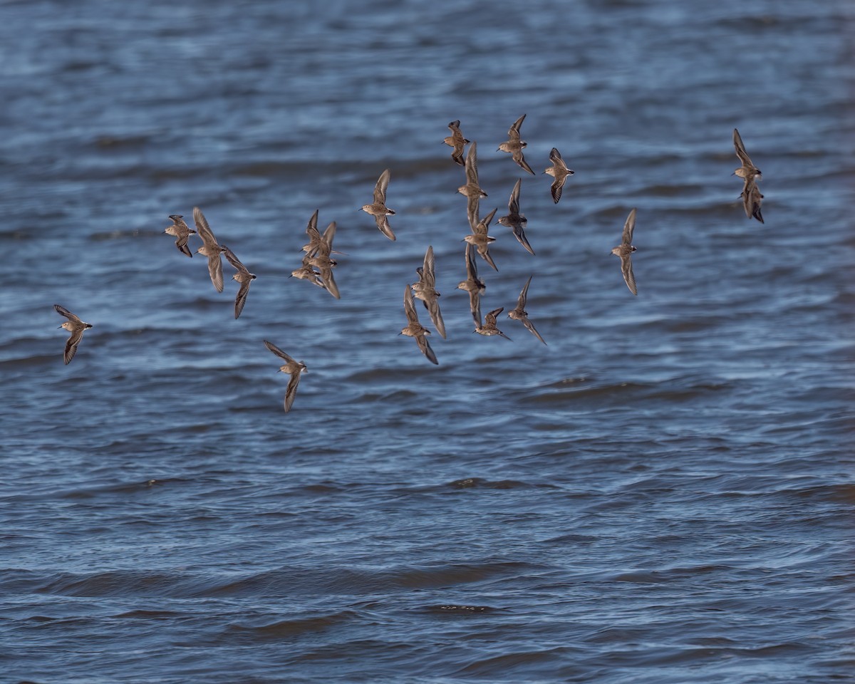 Least Sandpiper - ML514237391