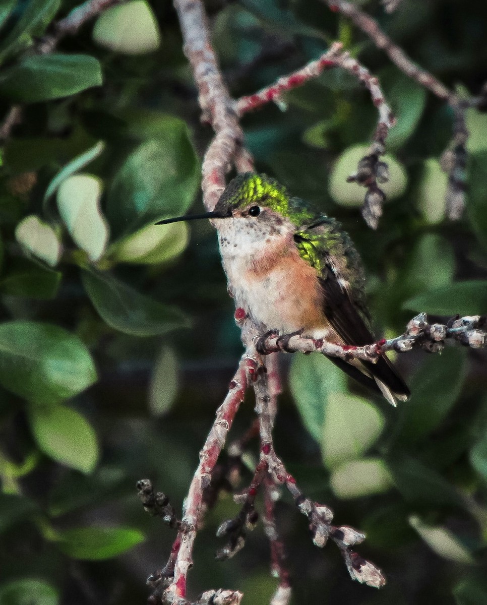 Broad-tailed Hummingbird - ML514237681