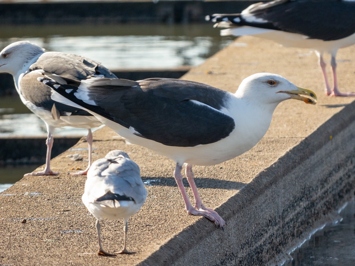 Great Black-backed Gull - ML514239881