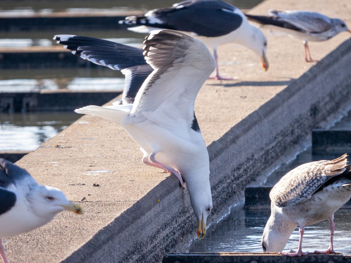 Great Black-backed Gull - ML514239891