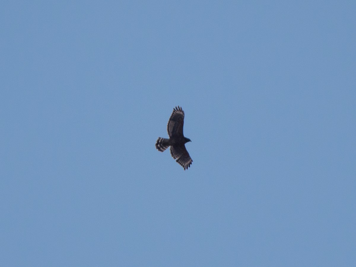 Red-shouldered Hawk - ML514239931