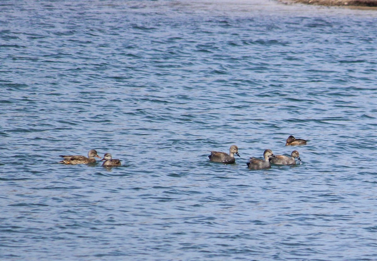 Gadwall - ML51424001