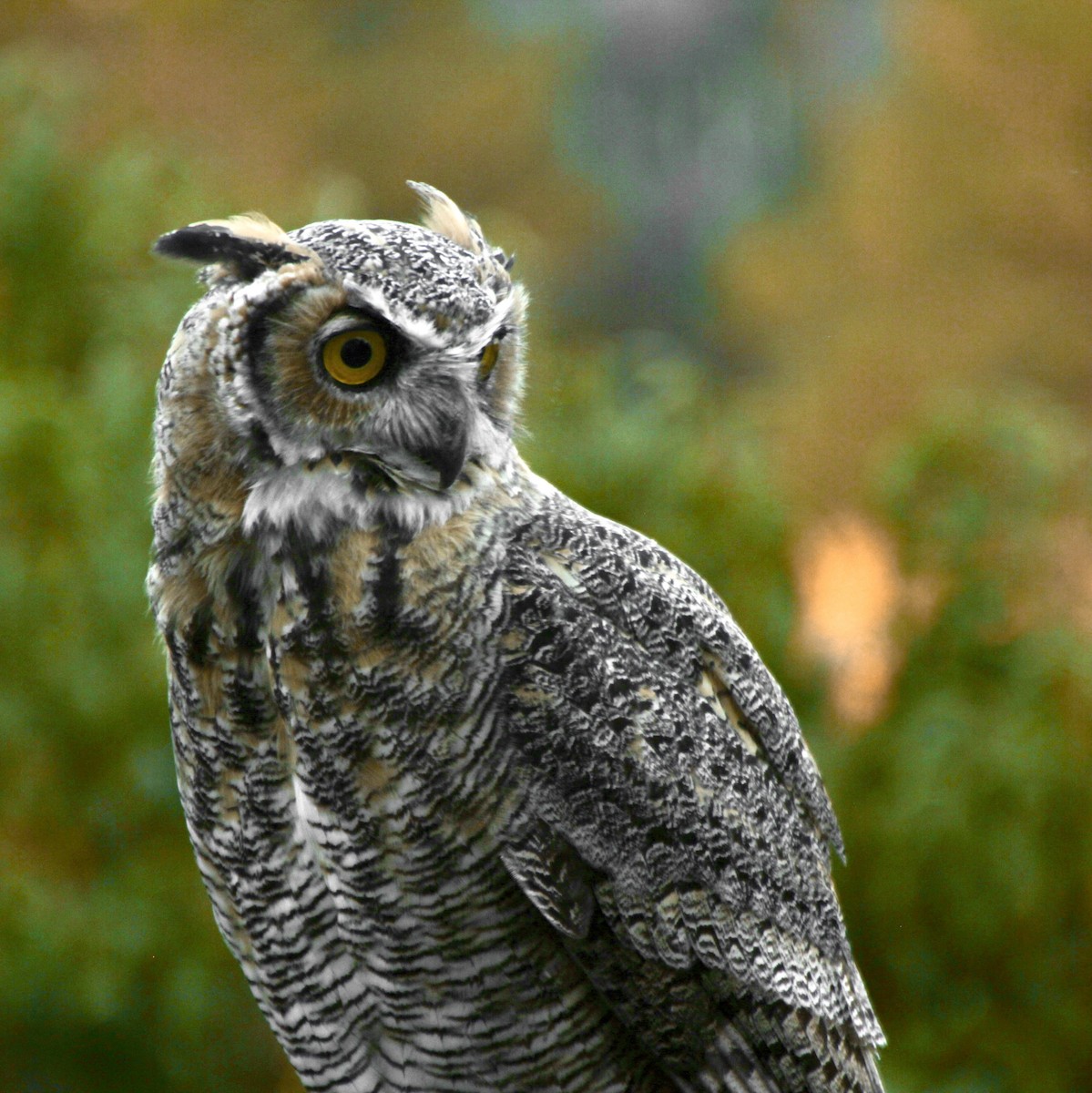 Great Horned Owl - ML514241101