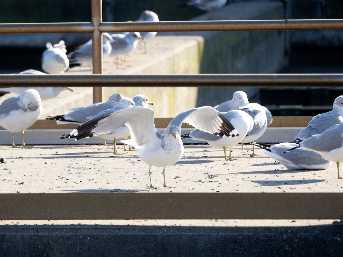 Ring-billed Gull - ML514241541