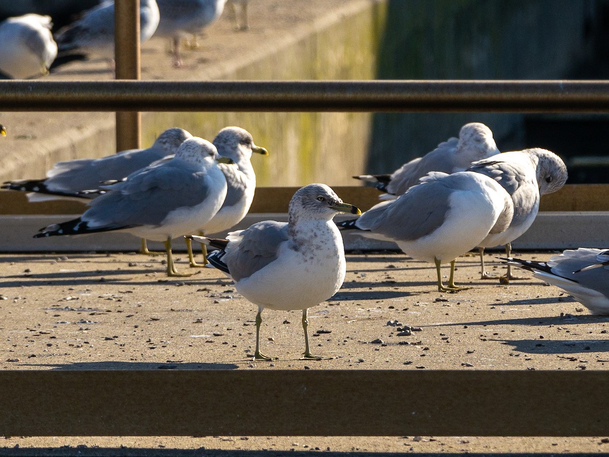 Ring-billed Gull - ML514241551